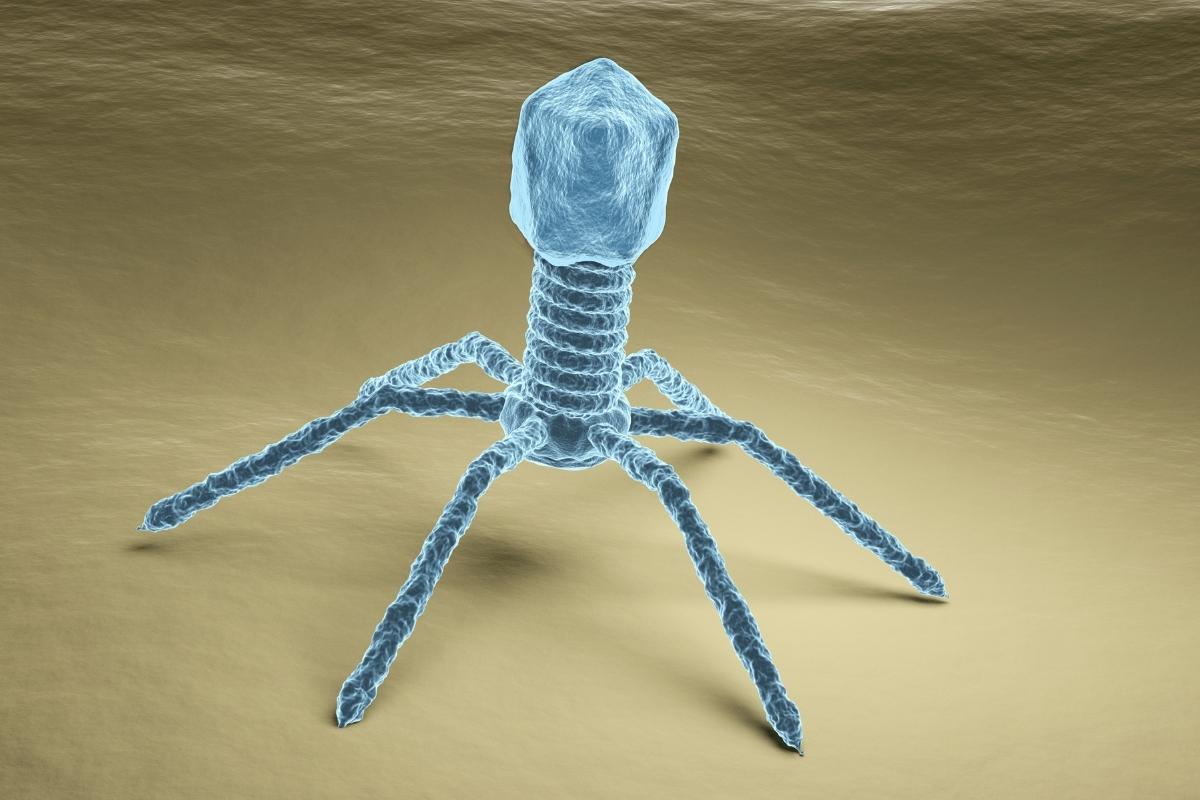 Bacteriophages for Poultry Food Safety