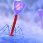 Bacteriophages