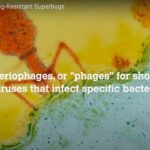 bacteriophages photo video