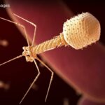 Phages video