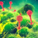 Phage therapy