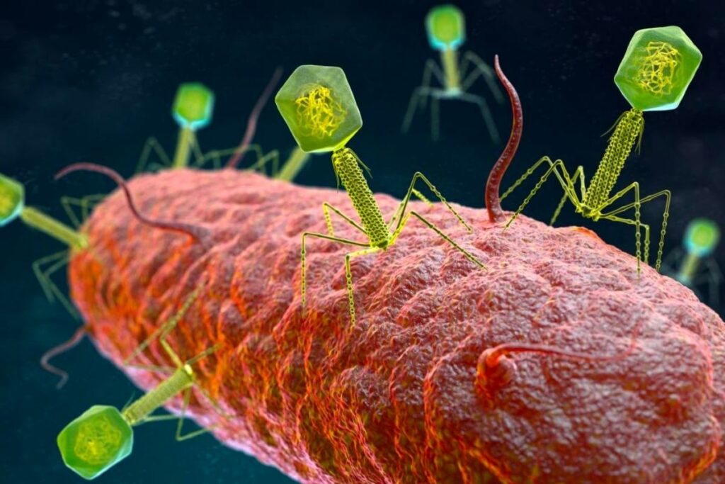 what are bacteriophages