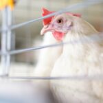 Use of Cocktail of Bacteriophage for Salmonella Typhimurium Control in Chicken Meat