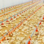 bacteriophage supplement broiler chickens