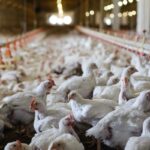 Bacteriophage Cocktails to Reduce Salmonella Contamination in Poultry Farms