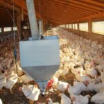 Bacteriophage cocktail supplementation improves growth performance, gut microbiome and production traits broiler chickens