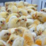 Campylobacter jejuni in Poultry- Pathogenesis and Control Strategies