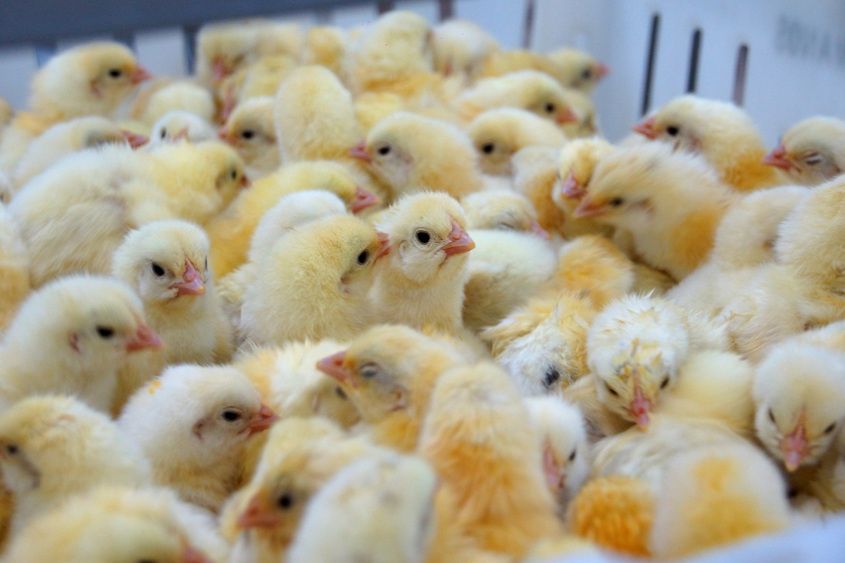 Campylobacter jejuni in Poultry- Pathogenesis and Control Strategies