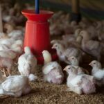 Campylobacter prevalence and mitigation strategies in the broiler production chain