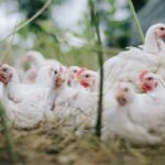 Insights in the Development and Uses of Alternatives to Antibiotic Growth Promoters in Poultry and Swine Production