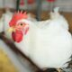 Non Antibiotics Strategies to Control Salmonella Infection in Poultry