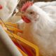 Review from basics to omics on bacteriophage applications in poultry production and processing