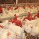 Use of Phages to Treat Antimicrobial-Resistant Salmonella Infections in Poultry