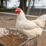 Using Phages to Reduce Salmonella Prevalence in Chicken Meat