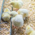 antibiotic resistant foodborne pathogens from farm to table