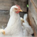 antimicrobial growth promoters in chicken health