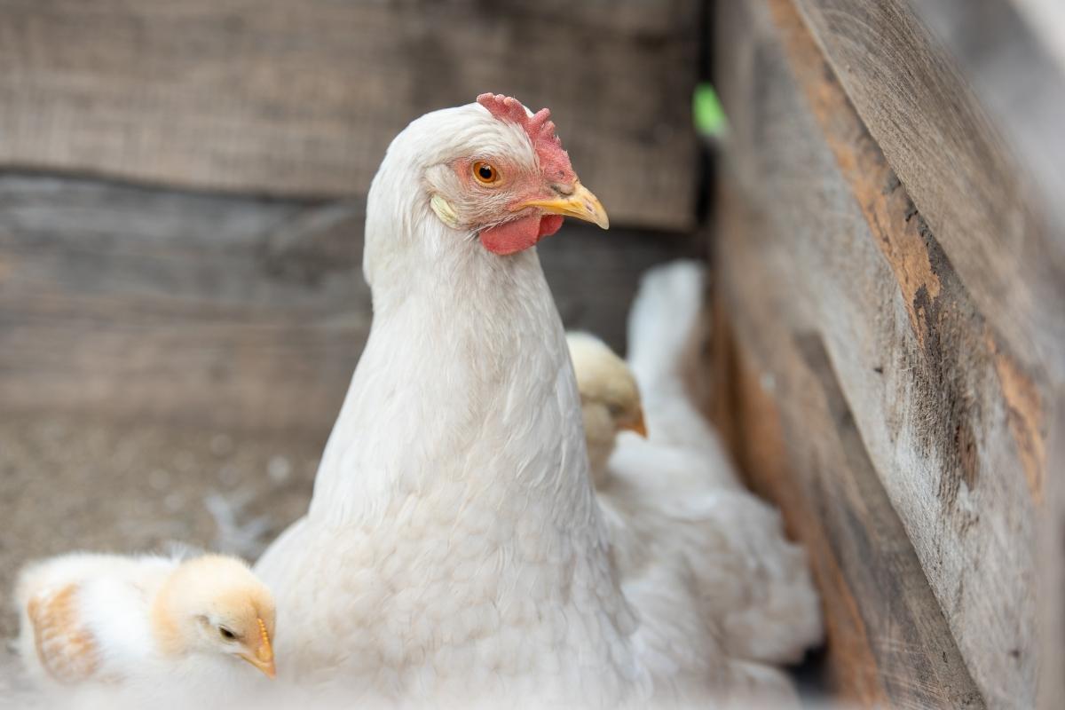 antimicrobial growth promoters in chicken health