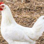 bacteriophages incorporated in feed for Salmonella control in broilers