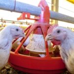 phage therapy in poultry