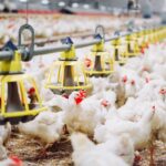 Role of Bacteriophages for Optimized Health and Production of Poultry